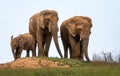 Elephants herd, elephant family, two female and baby Royalty Free Stock Photo