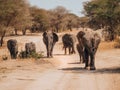 Elephants herd Safari Tanzania Africa