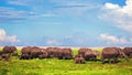 Elephants herd on savanna. Safari in Amboseli, Kenya, Africa Royalty Free Stock Photo