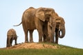 Elephants herd on small hill, elephant family