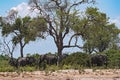 Elephants herd under a tree group in Chobe National Park, Botswana Royalty Free Stock Photo