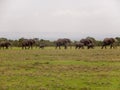 Elephants herd horizon sky copy space