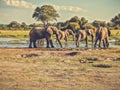 Elephants herd at a water