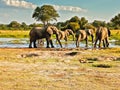 elephants herd at a water