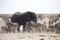 Elephants and herds of zebra and antelope wait through the midday heat at the waterhole Etosha, Namibia Royalty Free Stock Photo