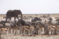 Elephants and herds of zebra and antelope wait through the midday heat at the waterhole Etosha, Namibia Royalty Free Stock Photo