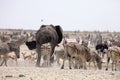 Elephants and herds of zebra and antelope wait through the midday heat at the waterhole Etosha, Namibia Royalty Free Stock Photo