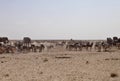 Elephants and herds of zebra and antelope wait through the midday heat at the waterhole Etosha, Namibia Royalty Free Stock Photo