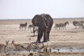 Elephants and herds of zebra and antelope wait through the midday heat at the waterhole Etosha, Namibia Royalty Free Stock Photo