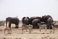 Elephants and herds of zebra and antelope wait through the midday heat at the waterhole Etosha, Namibia Royalty Free Stock Photo