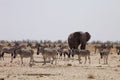 Elephants and herds of zebra and antelope wait through the midday heat at the waterhole Etosha, Namibia Royalty Free Stock Photo