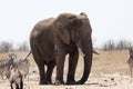 Elephants and herds of zebra and antelope wait through the midday heat at the waterhole Etosha, Namibia Royalty Free Stock Photo