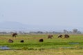 Elephants and hippos in the swamp of Amboseli. Kenya