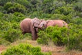 Elephants hugging in the wild Royalty Free Stock Photo