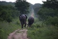 Elephants in Hwage National Park, Zimbabwe, Elephant, Tusks, Elephant`s Eye Lodge Royalty Free Stock Photo