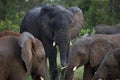 Elephants in Hwage National Park, Zimbabwe, Elephant, Tusks, Elephant`s Eye Lodge Royalty Free Stock Photo