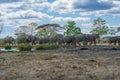 Elephants at Hwange national Parl Royalty Free Stock Photo