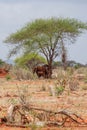 Elephants inNgutuni Park Safari. Beautiful african landscape. Lone tree in Kenya. Ngutuni National Park