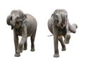 Elephants on an isolated white background Royalty Free Stock Photo