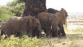 Elephants jostling for shade in Samburu National Reserve, Kenya