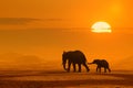 Elephants Journey