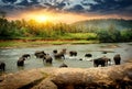 Elephants in jungle Royalty Free Stock Photo