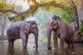 The elephants in Kanjanaburi, Thailand. Royalty Free Stock Photo