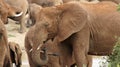 elephants of kenya Royalty Free Stock Photo