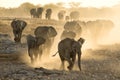 Elephants kick up dust on way to a water hole. Royalty Free Stock Photo