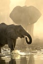 Elephants kick up dust on way to a water hole. Royalty Free Stock Photo