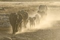 Elephants kick up dust on way to a water hole. Royalty Free Stock Photo