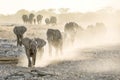 Elephants kick up dust on way to a water hole. Royalty Free Stock Photo