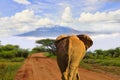 Elephants and Mount Kilimanjaro in Amboseli National Parkonal Park Royalty Free Stock Photo