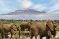 Elephants and Mount Kilimanjaro in Amboseli National Parkonal Park Royalty Free Stock Photo