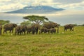 Elephants and Mount Kilimanjaro in Amboseli National Parkonal Park Royalty Free Stock Photo