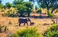 Elephants in Kruger National Park Royalty Free Stock Photo