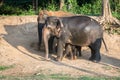 Elephants