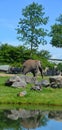 Elephants are large mammals of the family Elephantidae