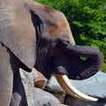 Elephants are large mammals of the family Elephantidae