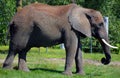 Elephants are large mammals of the family Elephantidae