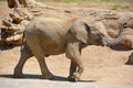 Elephants are large mammals of the family Elephantidae