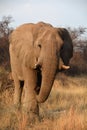 Elephants are large mammals of the family Elephantidae