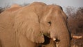 Elephants are large mammals of the family Elephantidae