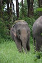 Elephant cleaning him self with some grass in Thailand Royalty Free Stock Photo