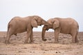 Elephants in love Royalty Free Stock Photo