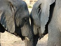 Elephants' love Royalty Free Stock Photo