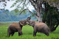 Elephants in love, Sri Lanka