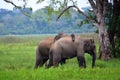 Elephants in love, Sri Lanka Royalty Free Stock Photo