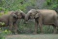 Elephants in love in Yala National Park, Sri Lanka Royalty Free Stock Photo