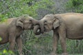 Elephants in love in Yala National Park, Sri Lanka Royalty Free Stock Photo